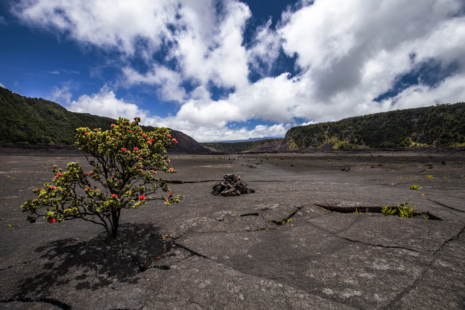 Ohia Lehua