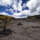 Ohia Lehua