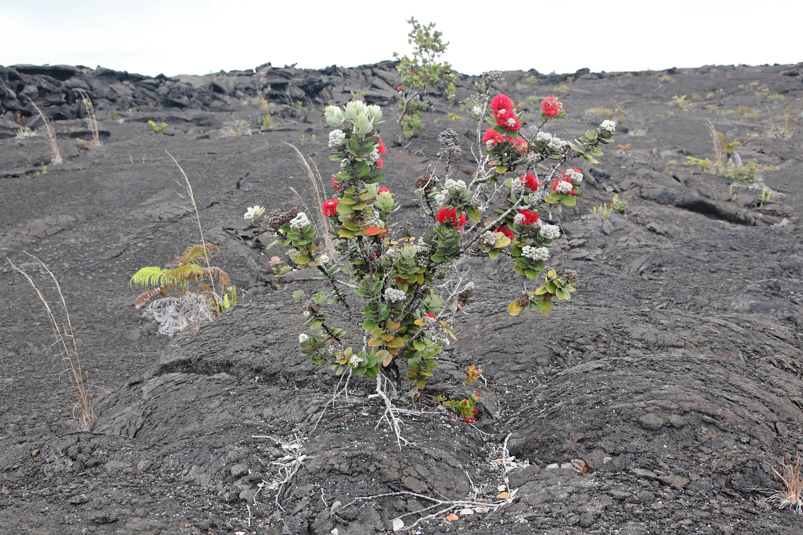 O'hia Lehua