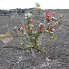 O'hia Lehua