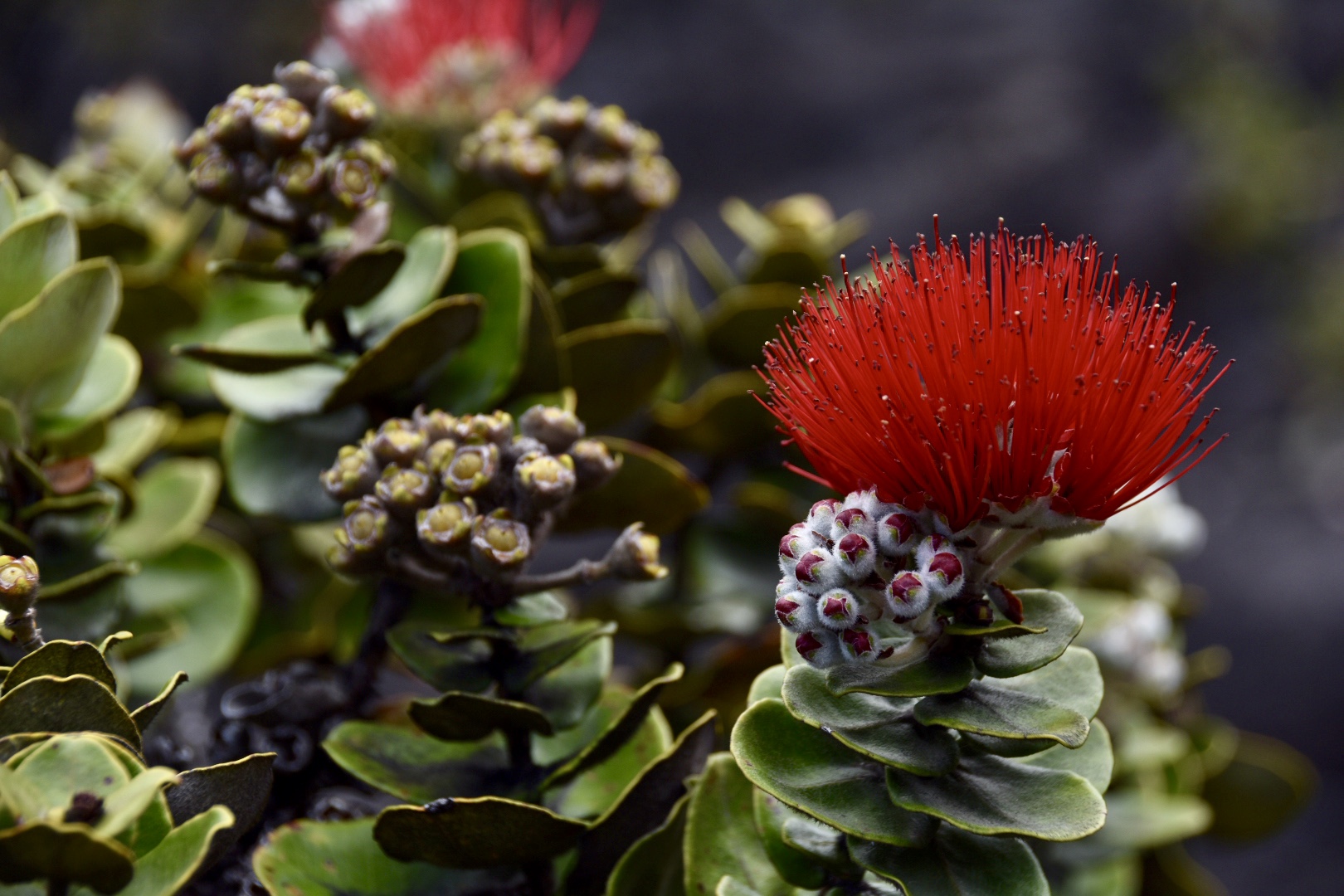 Ohia Lehua