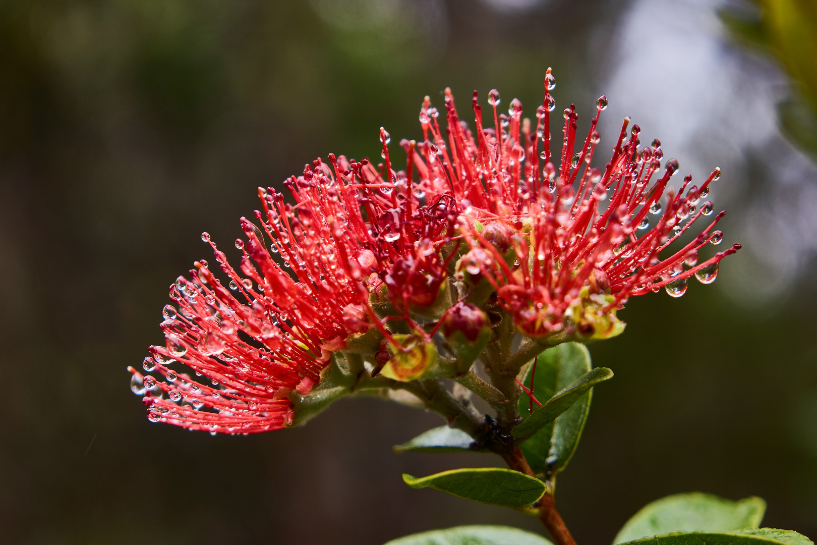 Ohia Lehua Plant