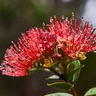 Ohia Lehua Plant