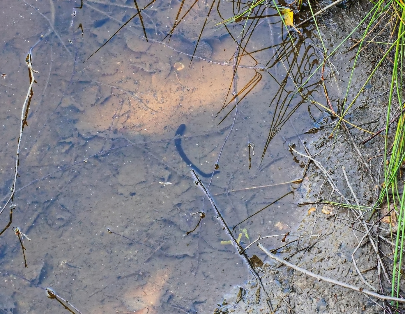 Ohligser Heide Naturteich