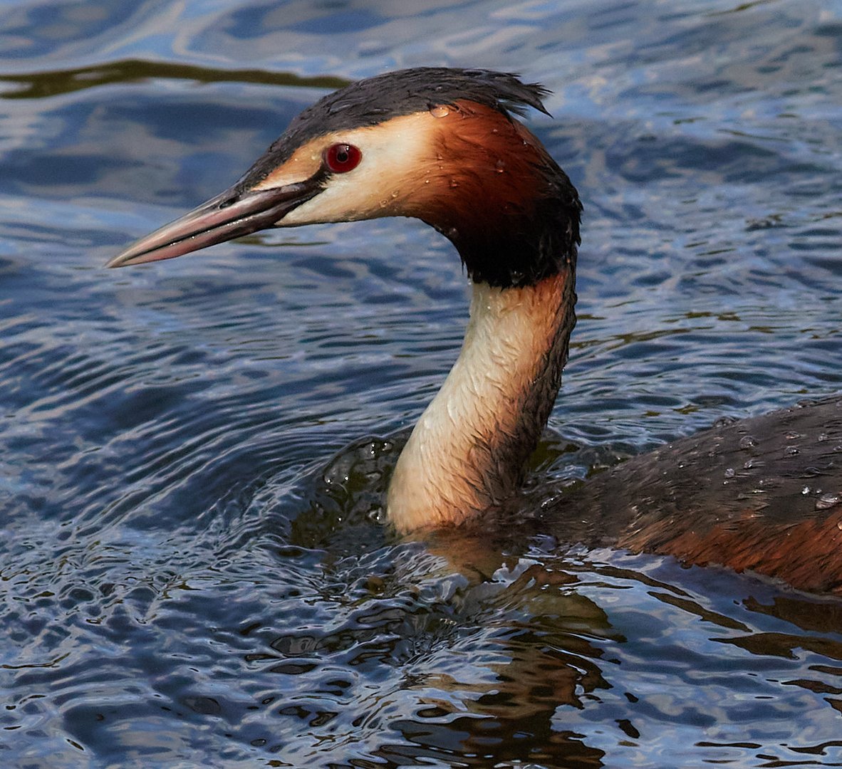 Ohlsdorf Wildlife