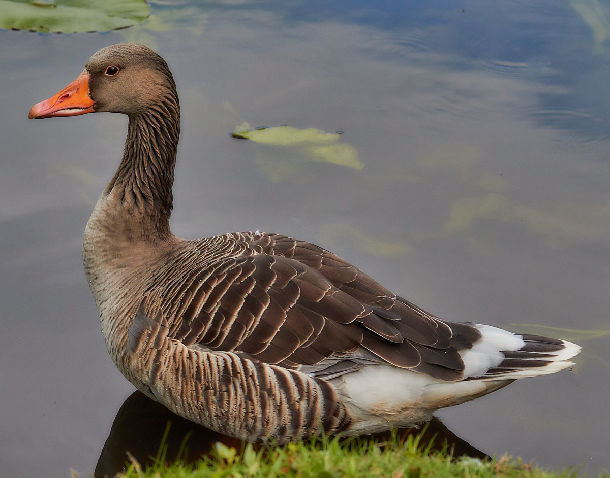 Ohlsdorf Wildlife