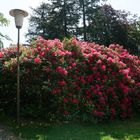 Ohlsdorfer Friedhof Hamburg