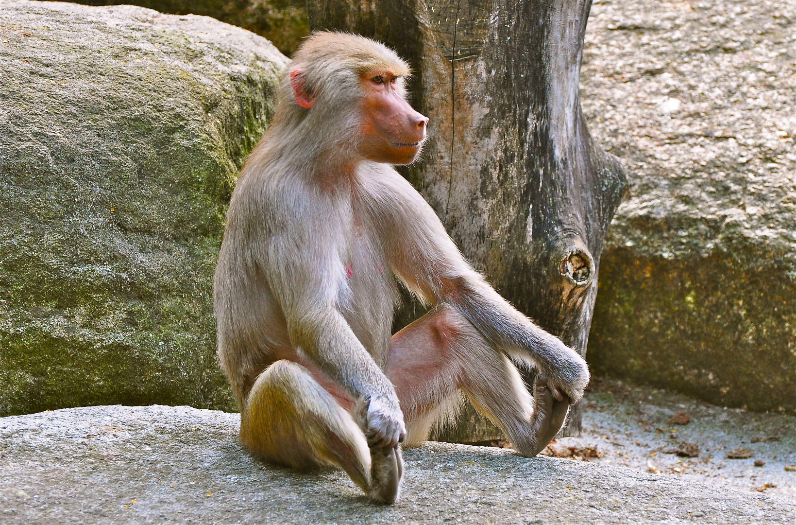 Froschaugen und Bokehkreise I Foto & Bild  nah- & makro, tiere, zoo,  wildpark & falknerei Bilder auf fotocommunity