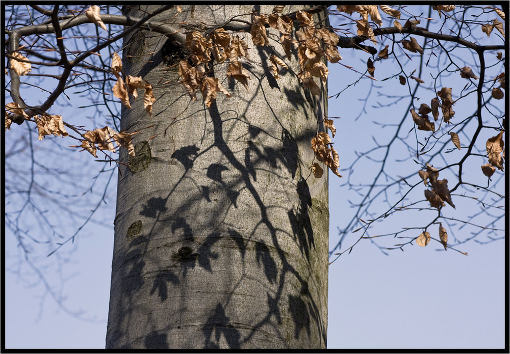 Ohne Baum kein Schatten