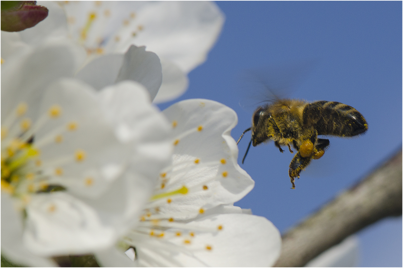 Ohne Bienen & Co. wenig Kirschen . . .