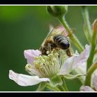 Ohne Bienen kein Leben