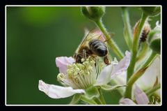 Ohne Bienen kein Leben