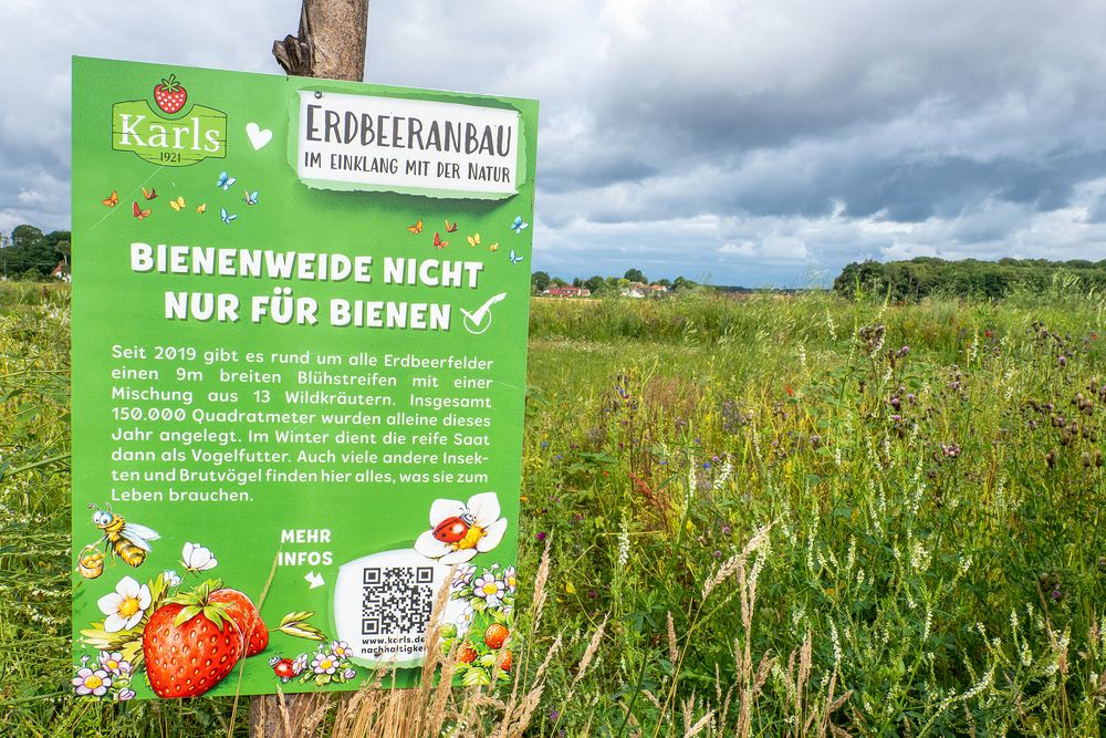 Ohne Bienen kein Obst, kein Gemüse und auch kein Saatgut