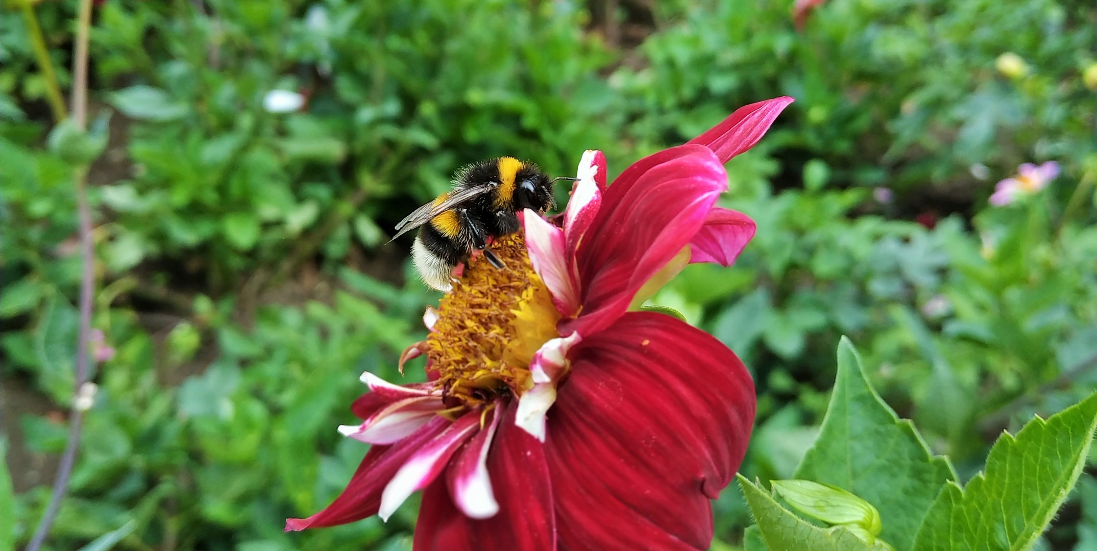 Ohne Bienen keine Äpfel