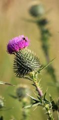 Ohne Bienen keine Nahrung!