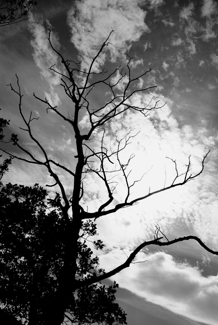 Ohne Blatter Foto Bild Landschaft Baum Schwarz Weiss Bilder Auf Fotocommunity