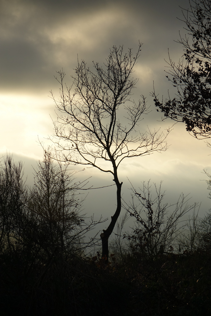 Ohne Blatt im Gegenlicht