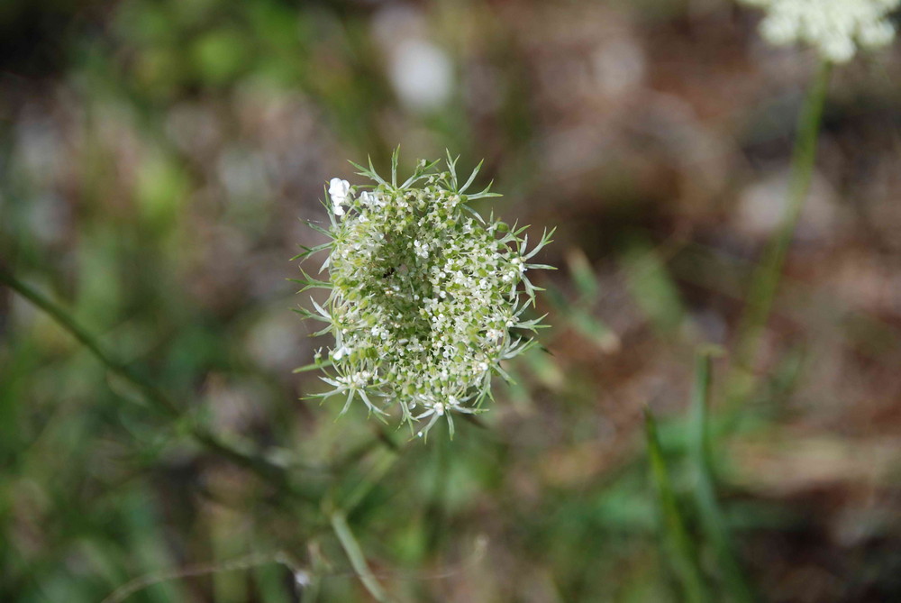 Ohne Blüten