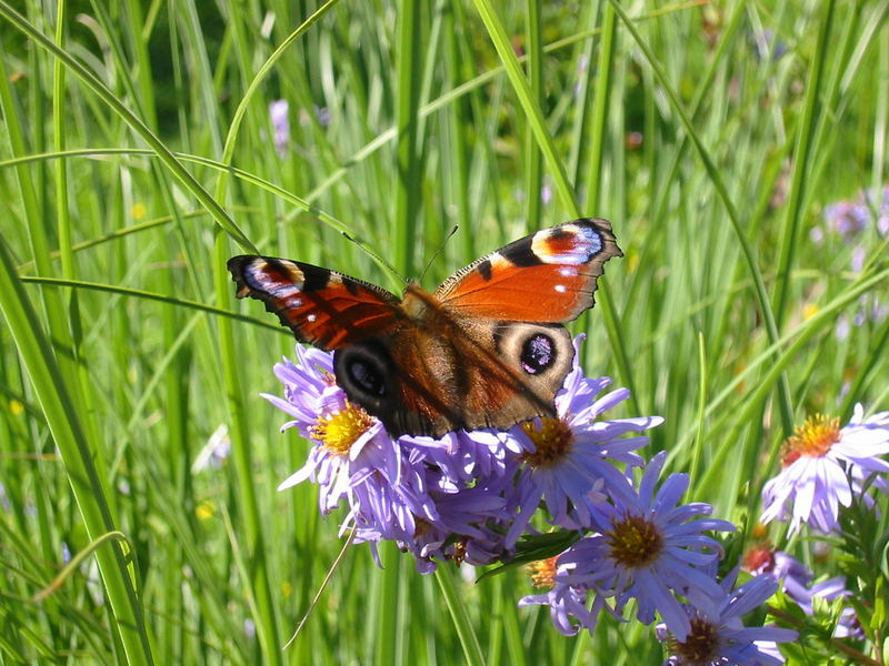 ohne Blumen im Garten kommt kein Besuch!