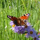 ohne Blumen im Garten kommt kein Besuch!