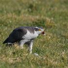 Ohne Daunen bitte.... Habicht (Accipiter gentilis) frisst Taube -