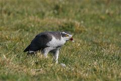 Ohne Daunen bitte.... Habicht (Accipiter gentilis) frisst Taube -