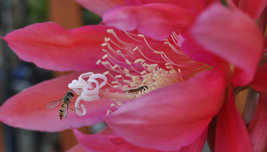 Ohne die Insekten würde die Welt untergehen....