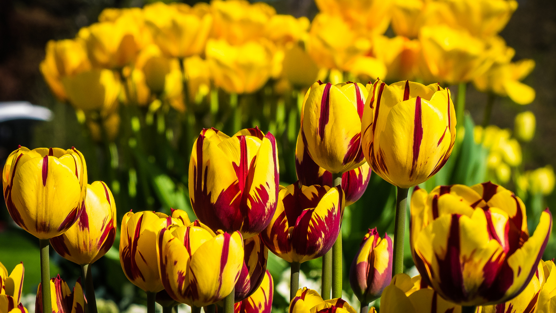 Ohne die Kälte des Winters gäbe es die Wärme des Frühlings nicht.