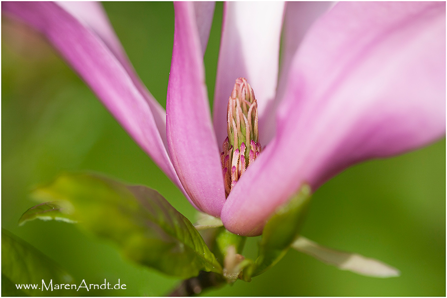 Ohne Ende - Pink