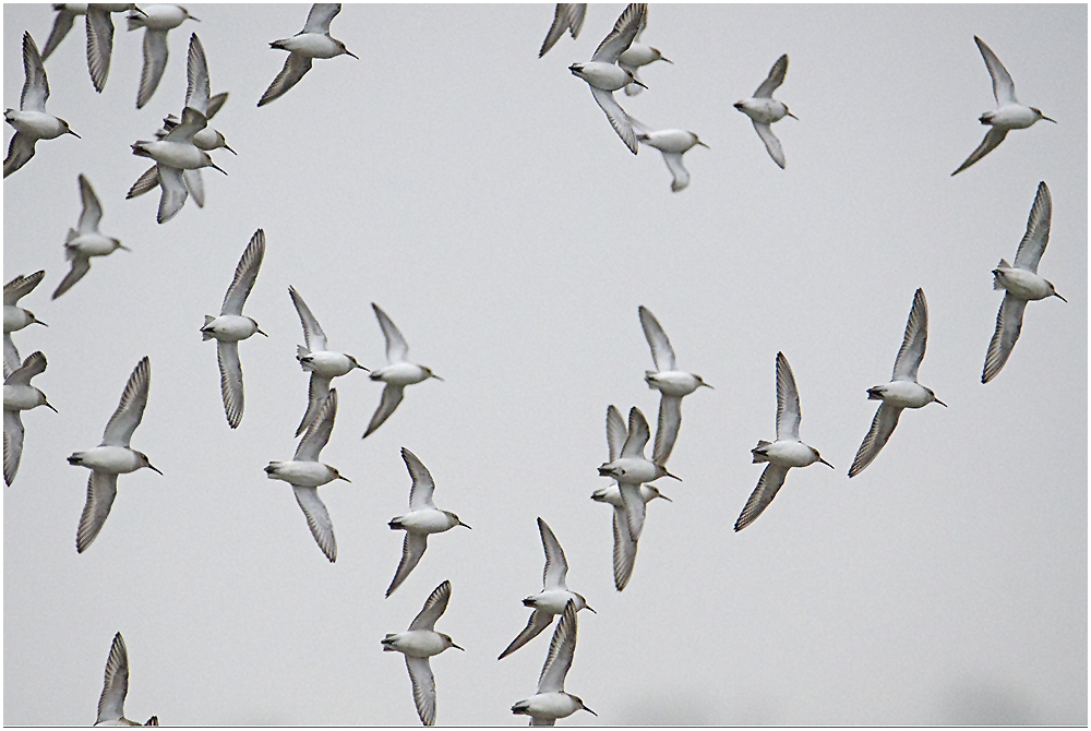 Ohne Fluglotsen - Alpenstrandläufer (Calidris alpina) als Wintergäste (4) . . .