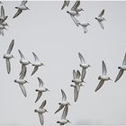 Ohne Fluglotsen - Alpenstrandläufer (Calidris alpina) als Wintergäste (4) . . .