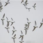 Ohne Fluglotsen - Alpenstrandläufer (Calidris alpina) als Wintergäste (4) . . .