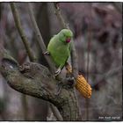 Ohne grüne Blätter so schön zu entdecken im Winter