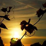 Ohne halt dem Himmel entgegen?