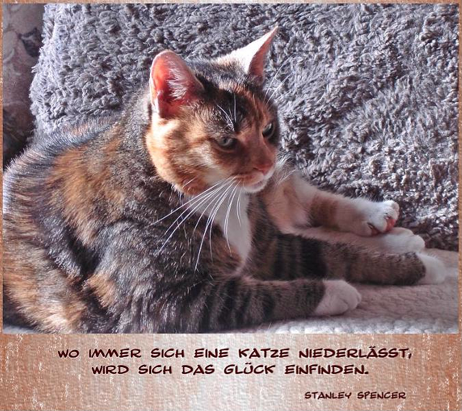 Ohne Katze geht es nicht.