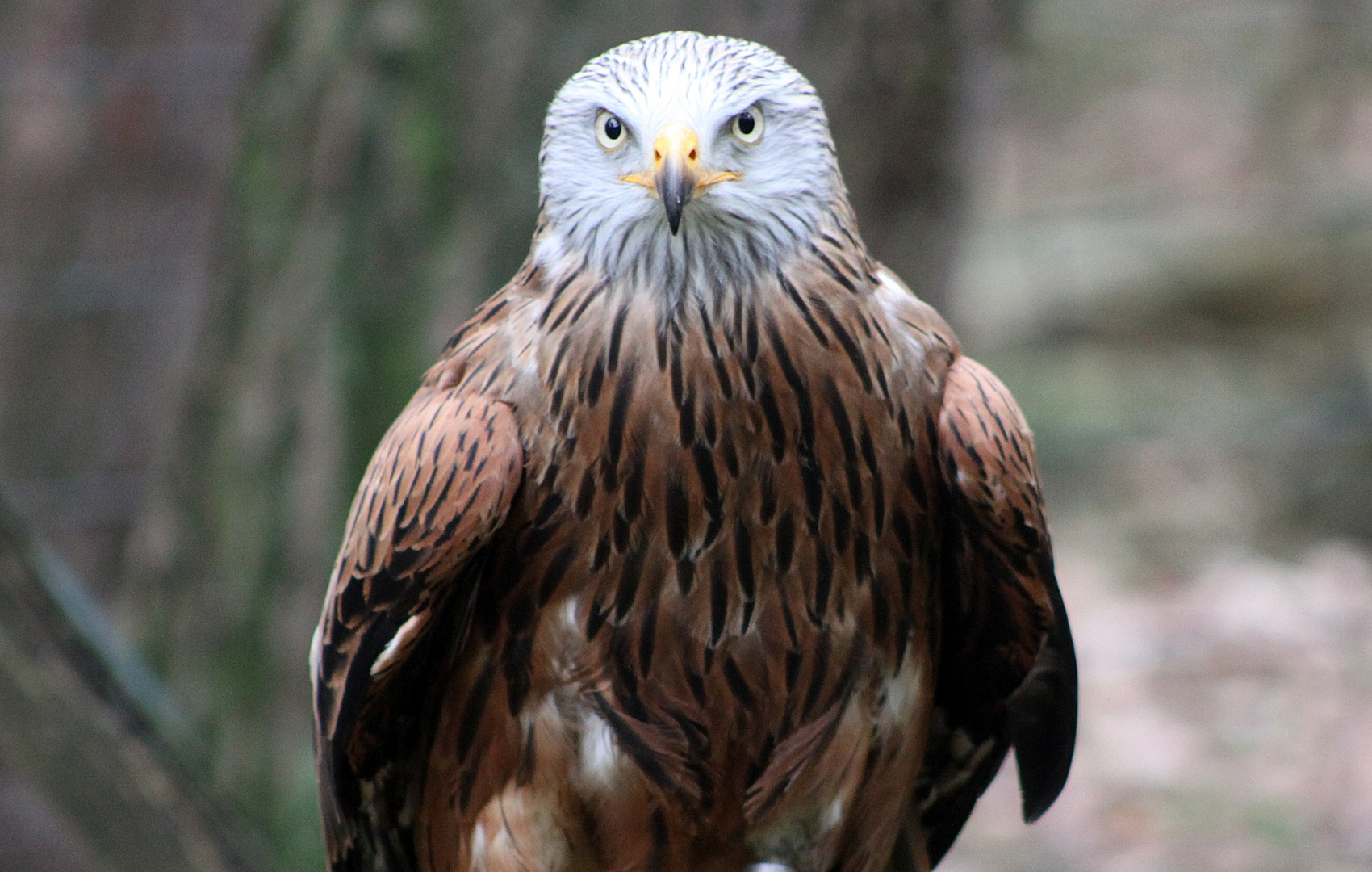 Ohne Kommentar, ein bildschönes Tier (Wildpark Gangelt)