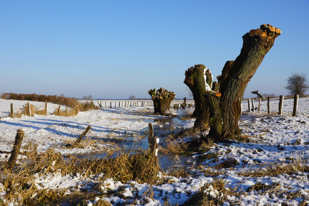 Ohne Kronen im Schnee