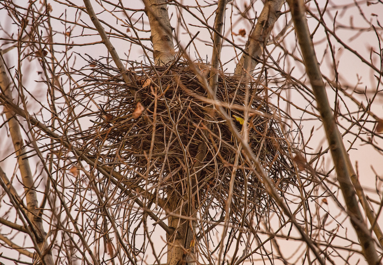 ohne Laub jetzt gut zu sehen: das Nest,