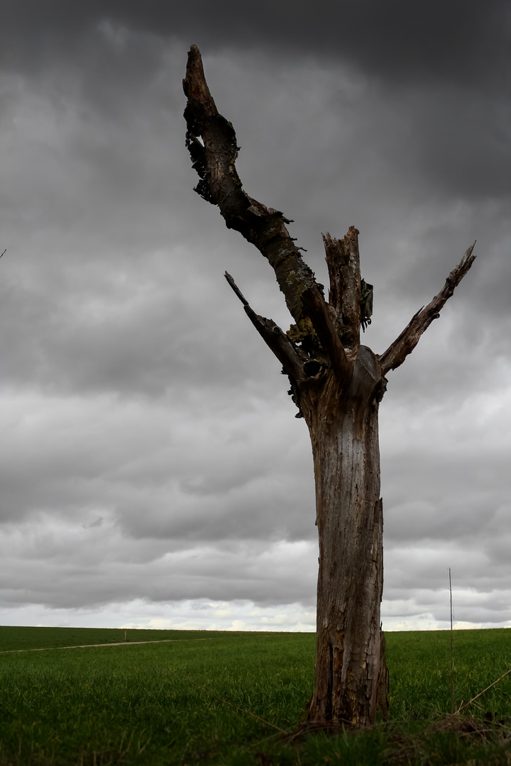 Ohne Leben dem Himmel entgegen