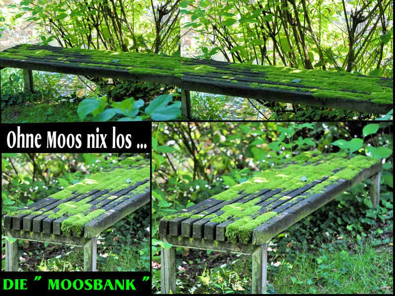 Ohne Moos nix los - die Moosbank !