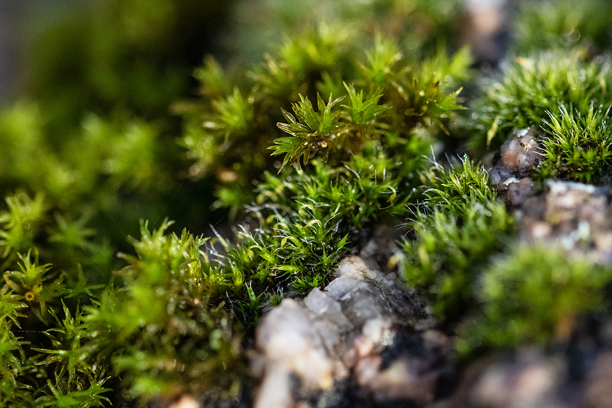 "Ohne Moos nix los" - Unterwegs im Miniaturwald