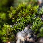 "Ohne Moos nix los" - Unterwegs im Miniaturwald