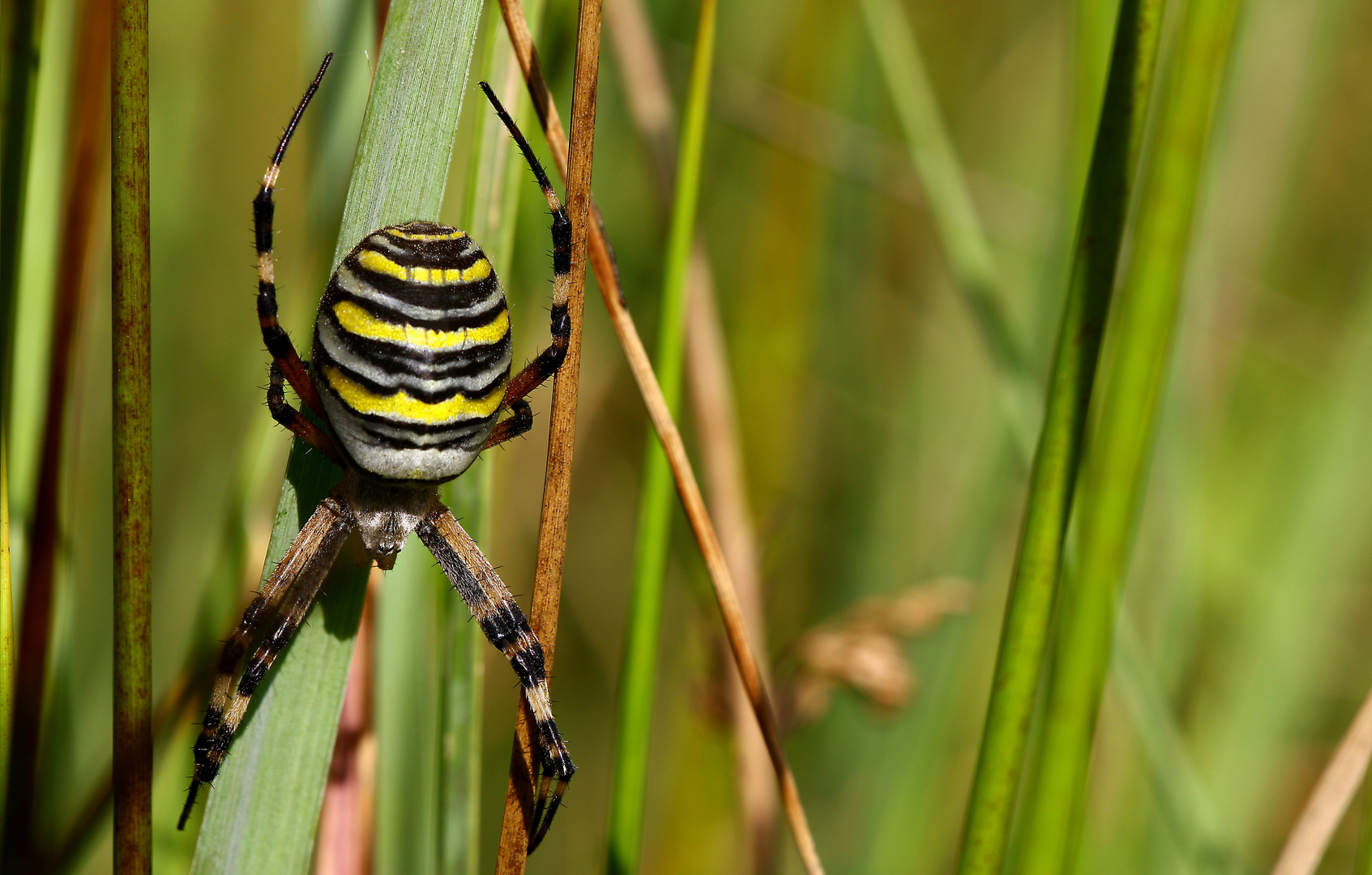 ohne Netz - Wespenspinne (Argiope bruennichi)