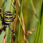 ohne Netz - Wespenspinne (Argiope bruennichi)