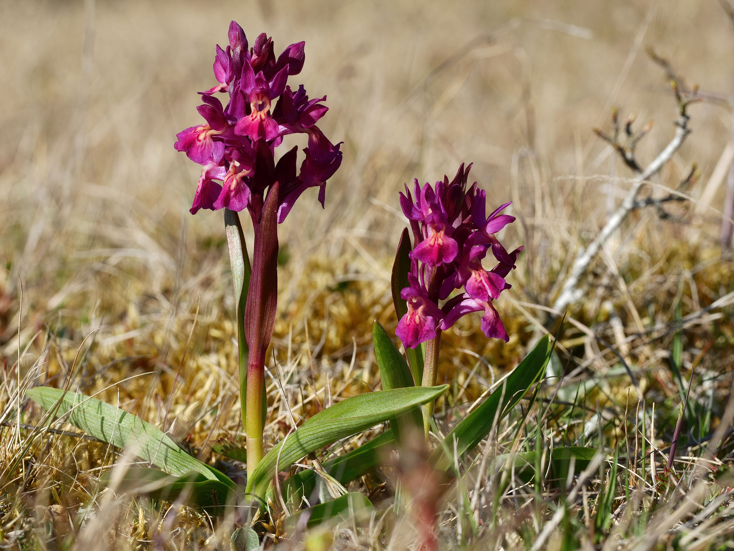 ohne Orchideen ...