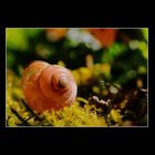 ohne Schnecke