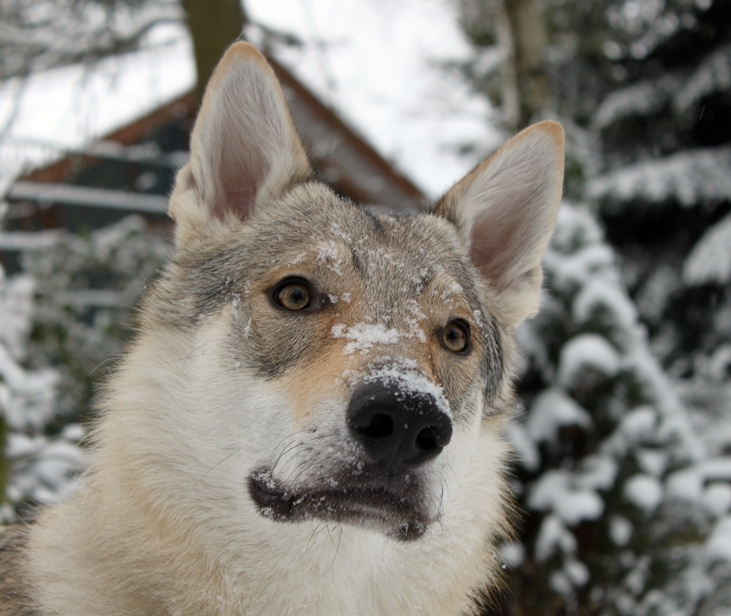 Ohne Schnee