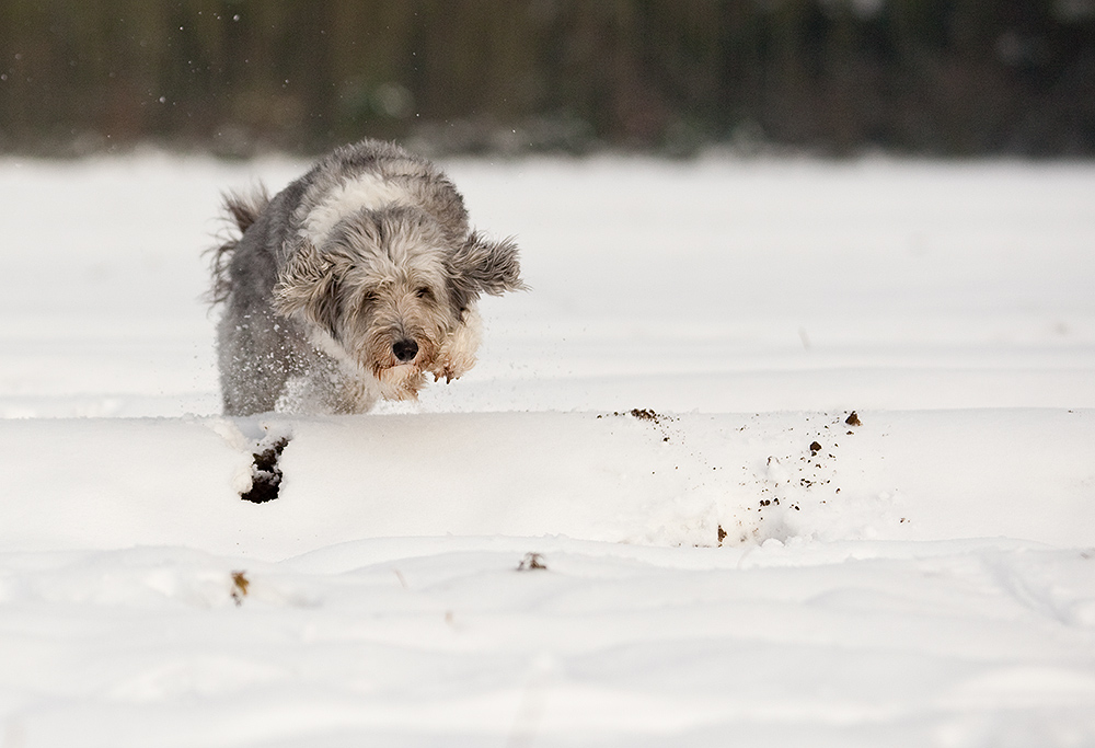 Ohne Schnee ist alles doof!!