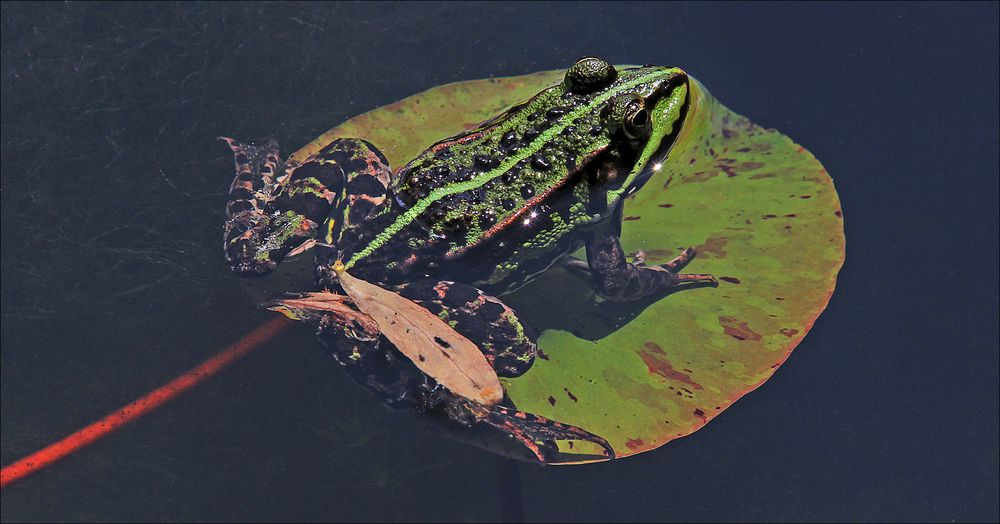 Ohne seine kleine Freundin ...