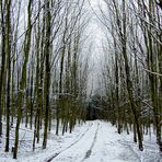  Ohne Sonne, ist alles grau grau..... nur der Schnee ist weiß! 